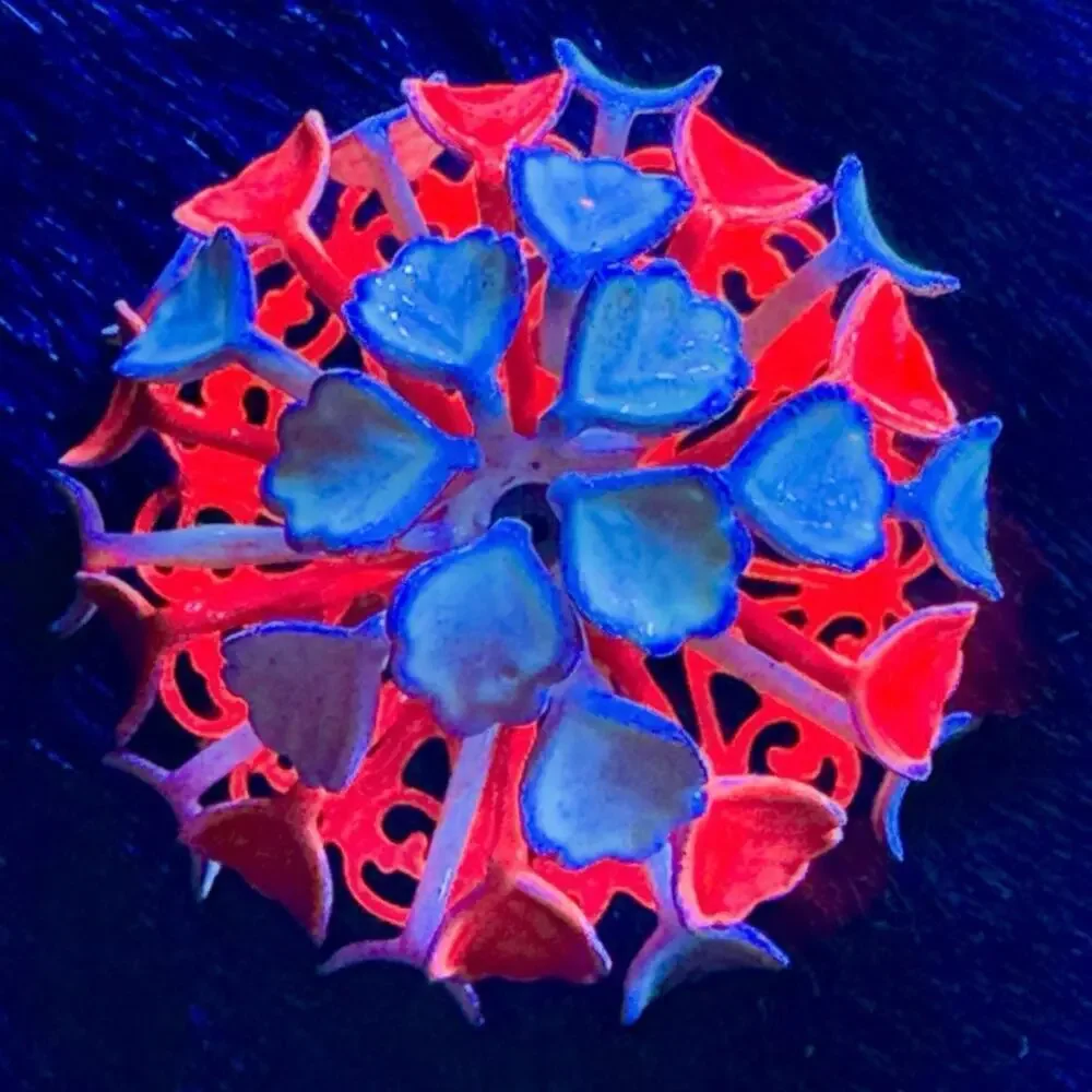 Glows Under Blacklight Brooch Vintage 1970s Mod Enamel Orange Cream Flower